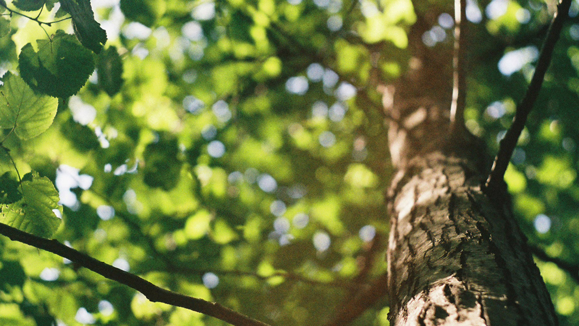 Tree Planting Cross Sell